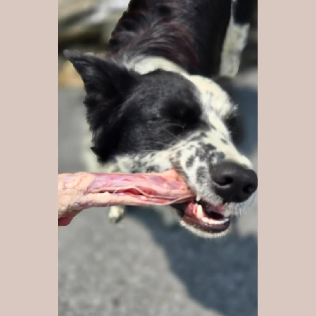 Duck Necks - Image 6