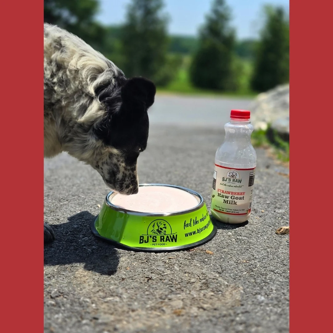 Blueberry, Strawberry & Protein+ <br> Raw Goat Milk - Image 5