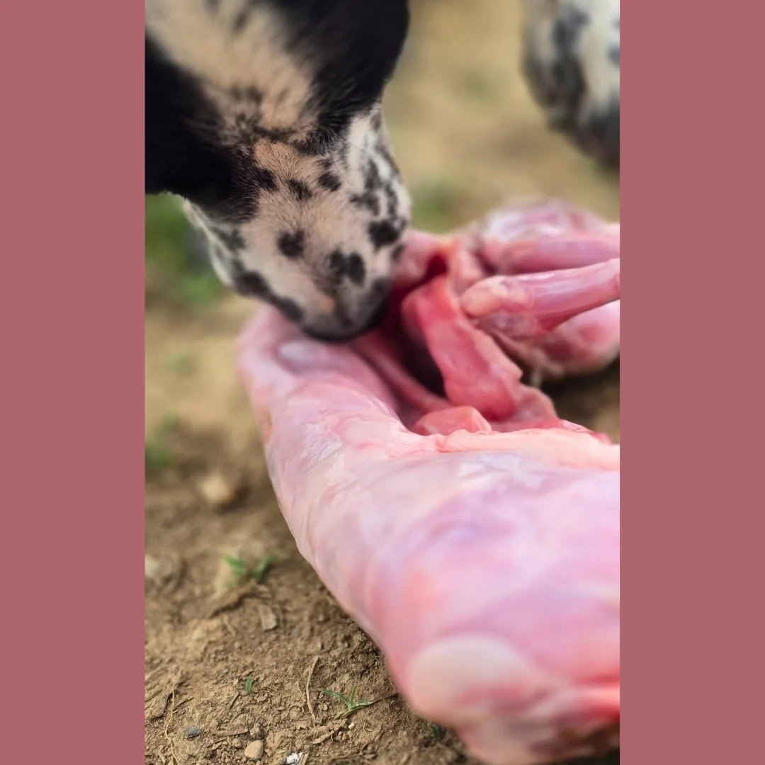 Whole Rabbit - Image 7
