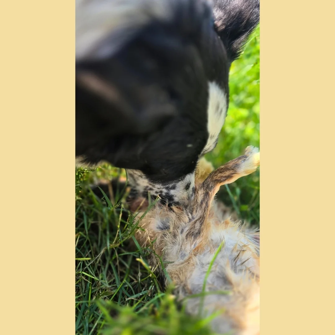 Whole Rabbit - Image 8
